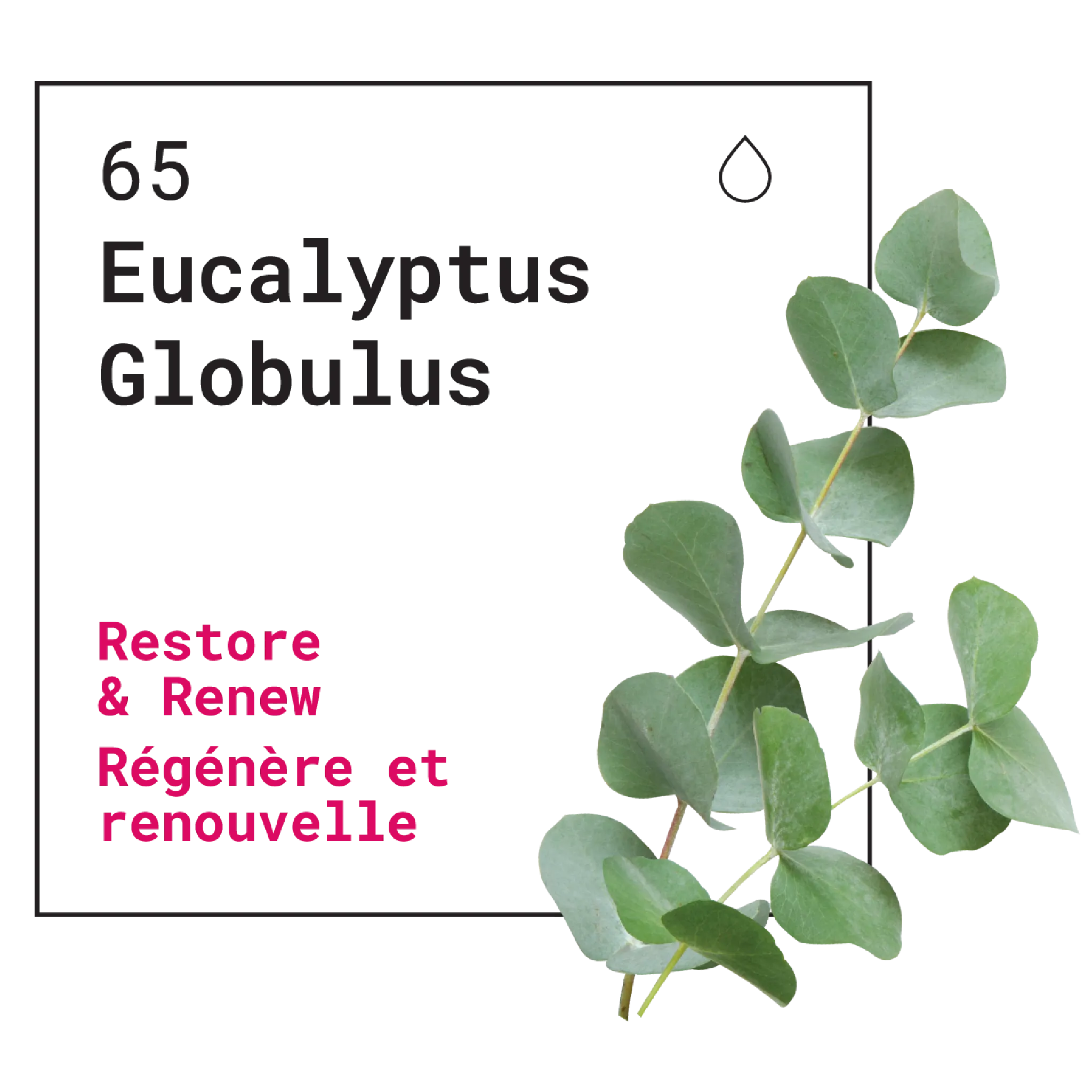 Bath & Body Wash Eucalyptus Globulus