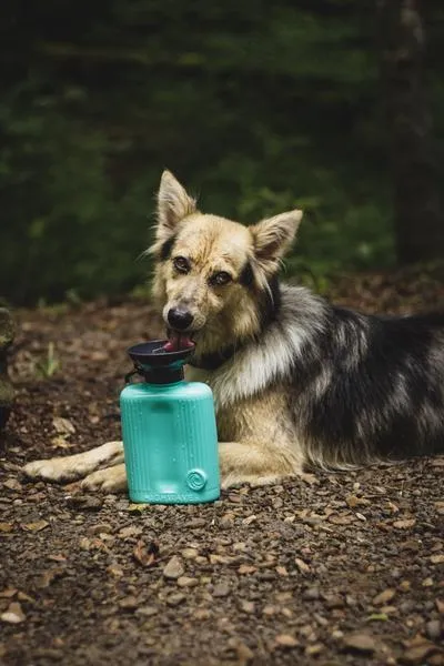 Highwave Growler Auto Dog Mug