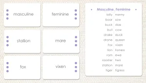 Masculine & Feminine
