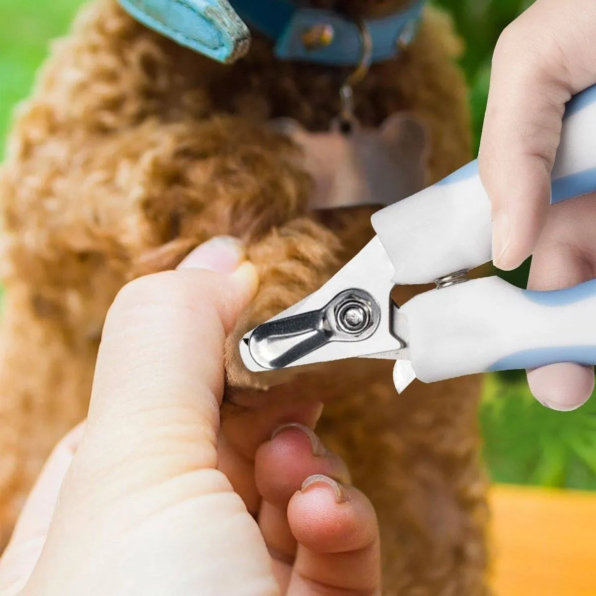 Nail Clipper & File for Cats & Dogs