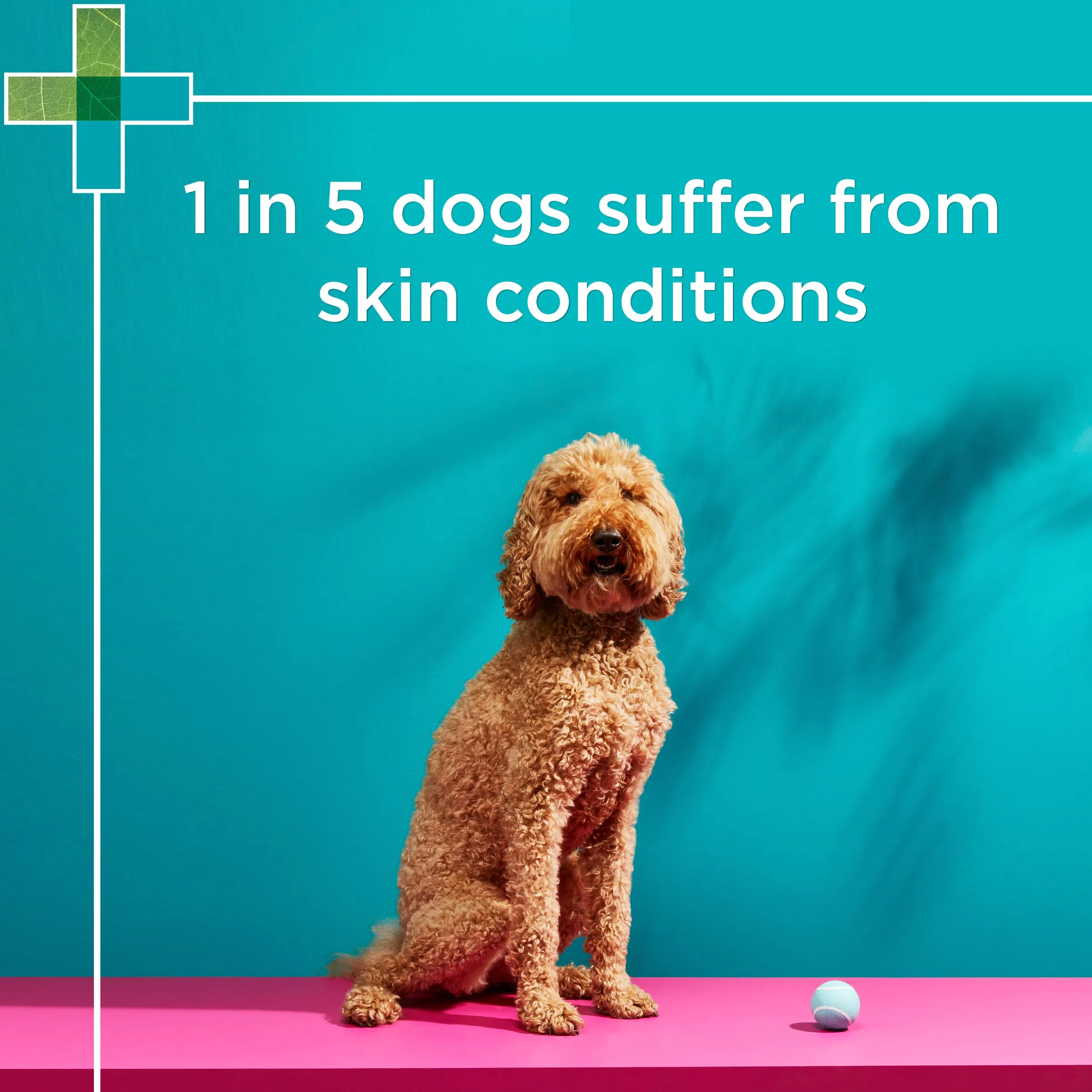 PAW - Medi-NutriDerm Infected Skin Duo Pack for Dogs and Cats (2x200ml)