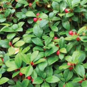 Wintergreen